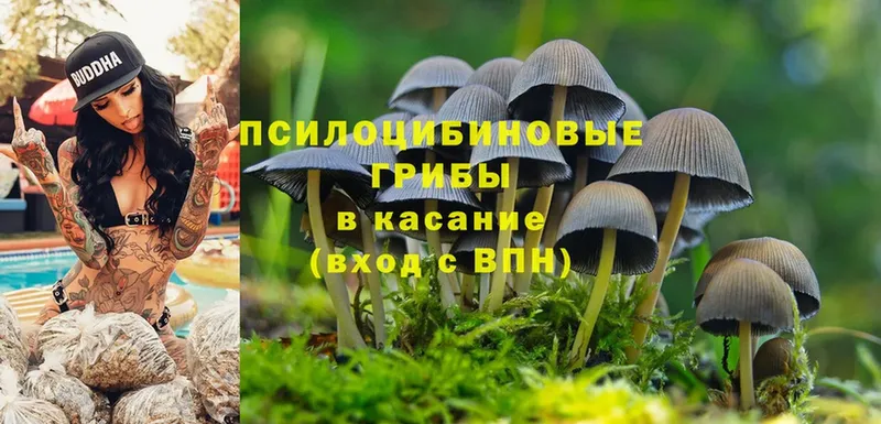 Псилоцибиновые грибы Psilocybine cubensis  Лысьва 